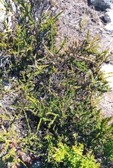 Hagnothesium