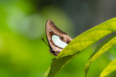 Polyura hebe plautus