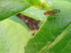 Opomyza petrei