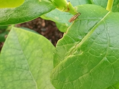 Opomyza petrei