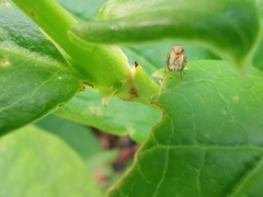 Opomyza petrei
