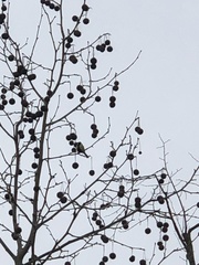 Parus major