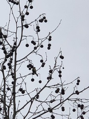 Parus major