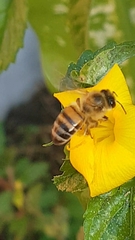 Apis mellifera