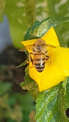 Apis mellifera
