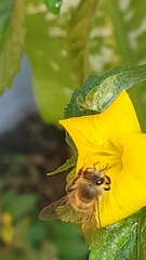 Apis mellifera