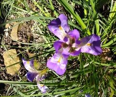Iris unguicularis carica