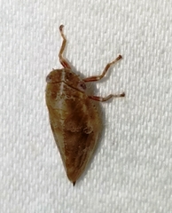 Aphrophora saratogensis