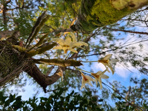 Dendrobium rhombeum