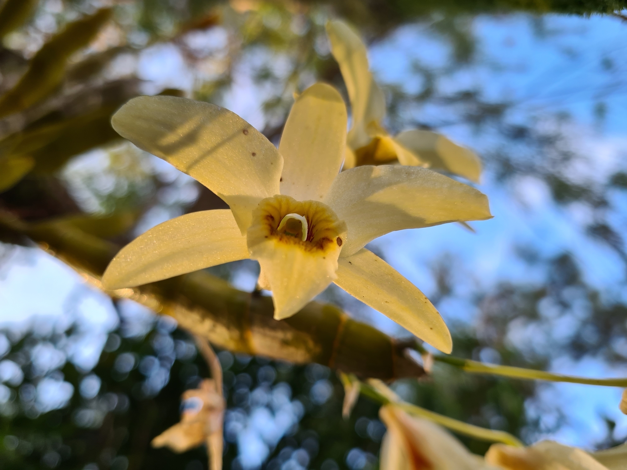 Dendrobium rhombeum