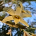 Dendrobium rhombeum - Photo (c) paulengler, algunos derechos reservados (CC BY-NC), subido por paulengler