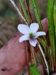Viola vittata