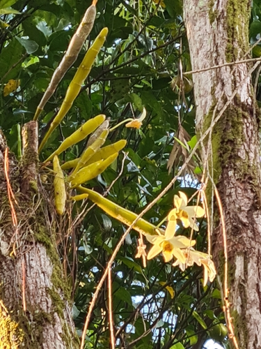 Dendrobium rhombeum