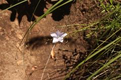 Wahlenbergia cuspidata