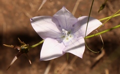 Wahlenbergia cuspidata
