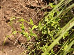Wahlenbergia cuspidata
