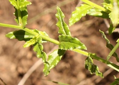 Wahlenbergia cuspidata