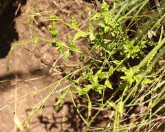 Wahlenbergia cuspidata