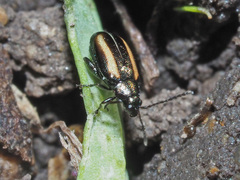 Phyllotreta vittula