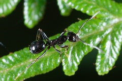 Prolasius