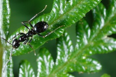 Prolasius