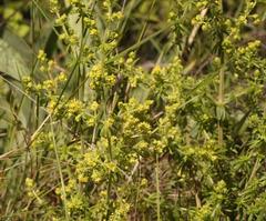 Galium capense