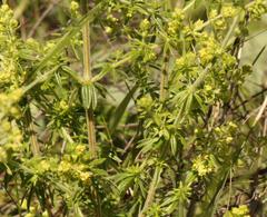 Galium capense