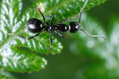 Prolasius