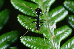 Prolasius