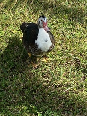 Cairina moschata domestica