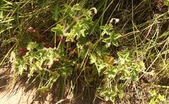 Geranium schlechteri