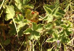 Geranium schlechteri