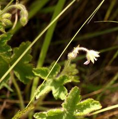 Geranium schlechteri