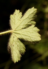 Geranium schlechteri