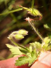 Geranium schlechteri