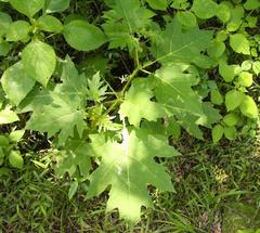Solanum aculeatissimum