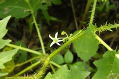 Solanum aculeatissimum