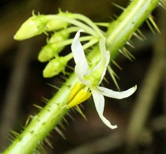 Solanum aculeatissimum