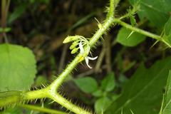 Solanum aculeatissimum