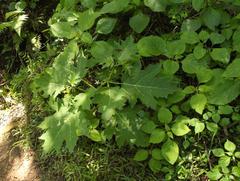 Solanum aculeatissimum