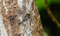 Hamadryas fornax