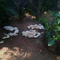 Lentinus squarrosulus