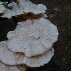 Lentinus squarrosulus