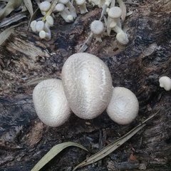 Lentinus squarrosulus