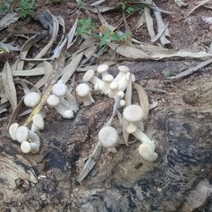 Lentinus squarrosulus