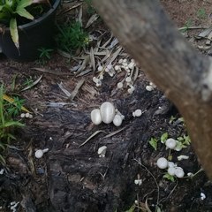 Lentinus squarrosulus