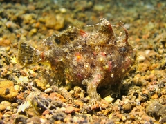 Nudiantennarius subteres