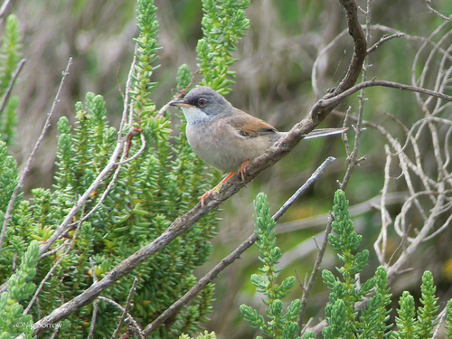 Spectacled Warbler, Norfolk, UK, photo 5 of 10