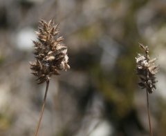 Tribolium hispidum