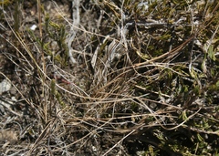 Tribolium hispidum